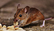 24 Hour & Emergency Exterminators in Friend, NE